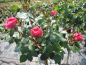 Preview: Rosa Baronesse